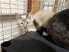 adoptable Cat in hanford, CA named A122467