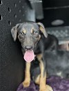 adoptable Dog in hanford, CA named A131051