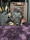 adoptable Dog in hanford, CA named A131052