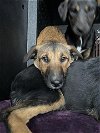 adoptable Dog in hanford, CA named A131053