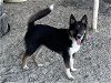 adoptable Dog in hanford,, CA named A131154