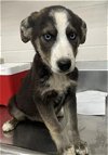 adoptable Dog in hanford, CA named A131401