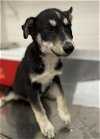 adoptable Dog in hanford, CA named A131403