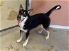 adoptable Dog in hanford,, CA named A131403