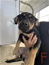 adoptable Dog in hanford, CA named A131327