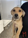 adoptable Dog in hanford, ca, CA named A131329