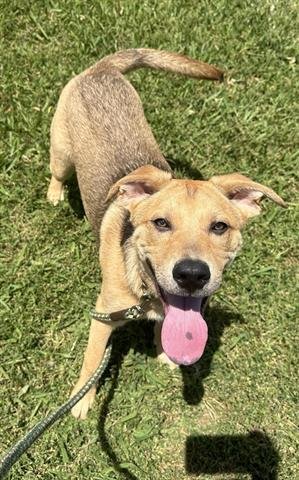 adoptable Dog in Hanford, CA named *LINK