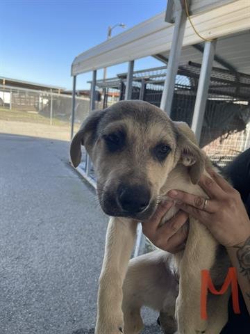 adoptable Dog in Hanford, CA named A131332