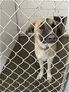 adoptable Dog in hanford,, CA named A131360