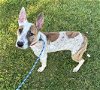 adoptable Dog in hanford, CA named A131523