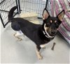adoptable Dog in  named *TREY