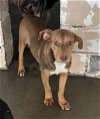 adoptable Dog in hanford, CA named A131449