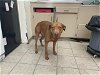 adoptable Dog in hanford, ca, CA named A131516