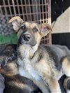 adoptable Dog in hanford,, CA named SCOUT