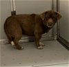 adoptable Dog in hanford,, CA named CHUBBS