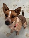 adoptable Dog in hanford, CA named A131295