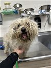 adoptable Dog in hanford, CA named A131689