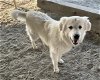 adoptable Dog in hanford, CA named A131690