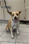 adoptable Dog in hanford,, CA named A131799
