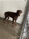 adoptable Dog in hanford, CA named A131722