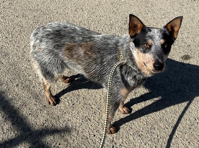 adoptable Dog in Hanford, CA named A131791