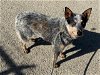 adoptable Dog in hanford,, CA named A131791
