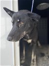 adoptable Dog in hanford,, CA named A131795