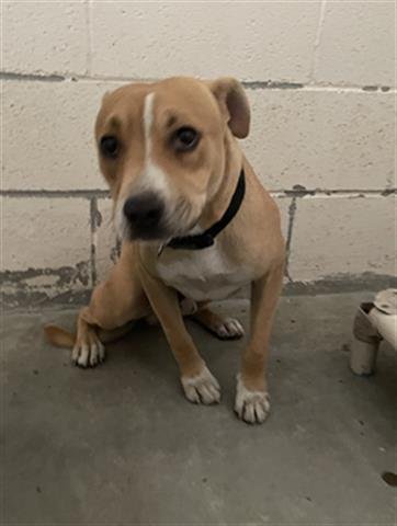 adoptable Dog in Hanford, CA named *CORKY