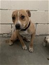 adoptable Dog in  named *CORKY