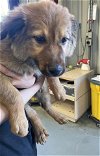 adoptable Dog in  named A131793