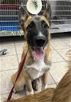 adoptable Dog in hanford, CA named A131918