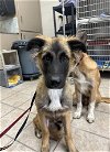 adoptable Dog in hanford,, CA named A131919