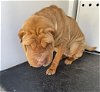 adoptable Dog in hanford, CA named A131933