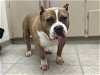 adoptable Dog in hanford, CA named DUKE