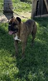 adoptable Dog in hanford,, CA named CRACKERJACK