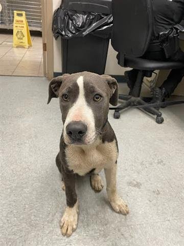 adoptable Dog in Hanford, CA named A131914
