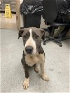 adoptable Dog in hanford, CA named A131914