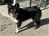 adoptable Dog in hanford, CA named A131693