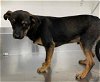 adoptable Dog in hanford, CA named A131818