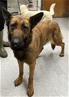 adoptable Dog in hanford, CA named A131946