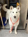adoptable Dog in hanford, CA named A131948