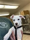 adoptable Dog in hanford, CA named A131926