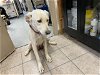 adoptable Dog in hanford,, CA named A131827