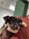 adoptable Dog in  named A131828