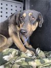 adoptable Dog in hanford,, CA named A131833