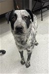 adoptable Dog in  named A131911
