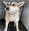 adoptable Dog in  named A131965