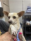 adoptable Dog in  named A131991