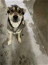 adoptable Dog in  named A131994