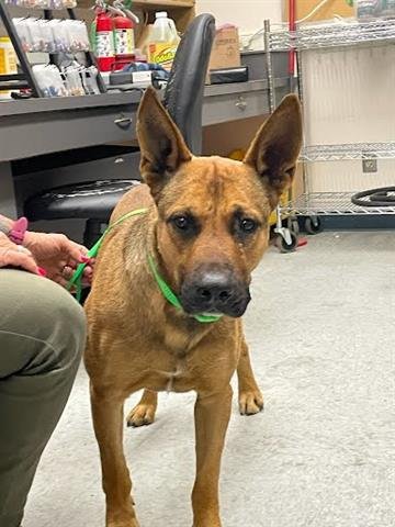 adoptable Dog in Hanford, CA named A131999